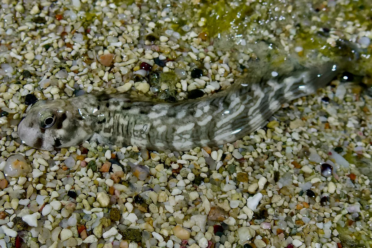 Istiblennius rivulatus - Al-Qusayr, Al Bahr al Ahmar, Egypt
