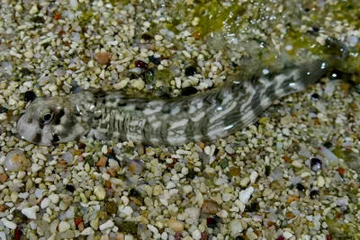 Istiblennius rivulatus - Al-Qusayr, Al Bahr al Ahmar, Egypt