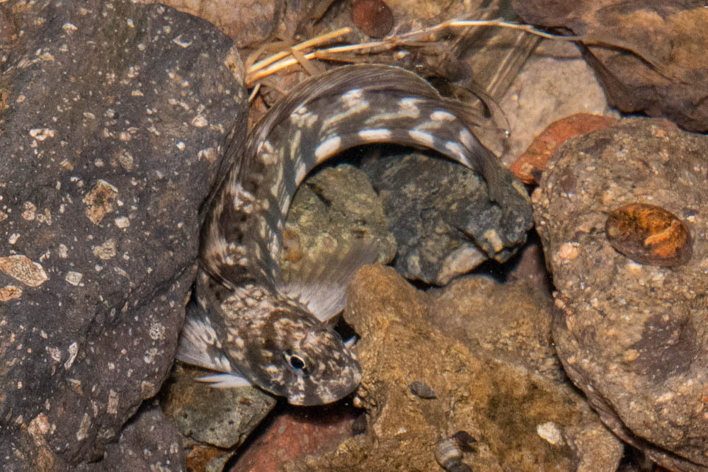Istiblennius rivulatus - Safaja, EG-BA, EG