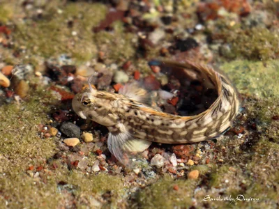 Istiblennius rivulatus - Eilat, Israel