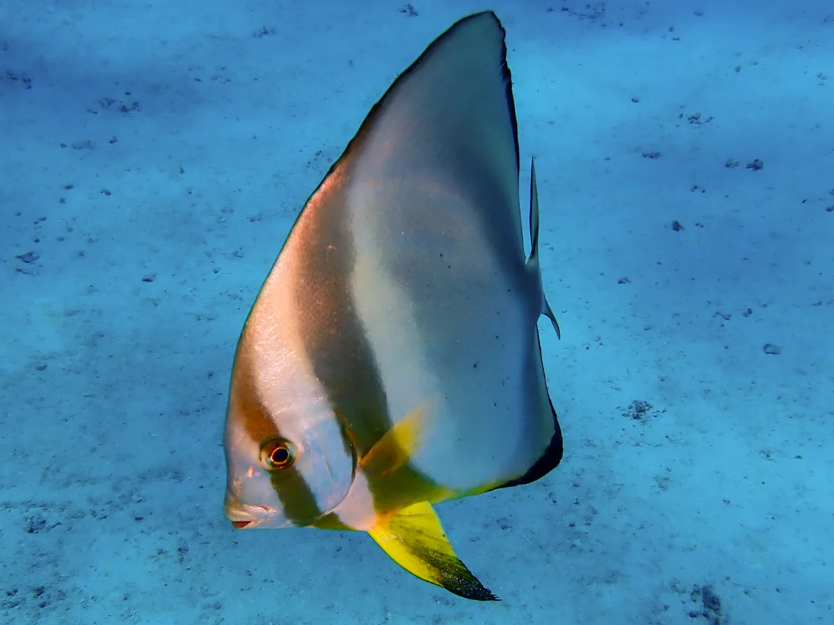 Orbicular Batfish