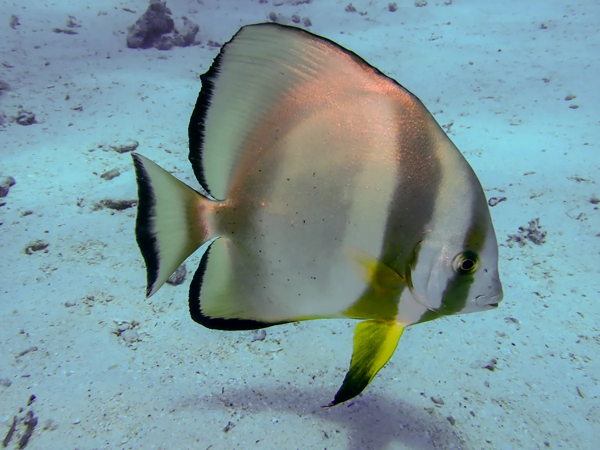 Orbicular Batfish