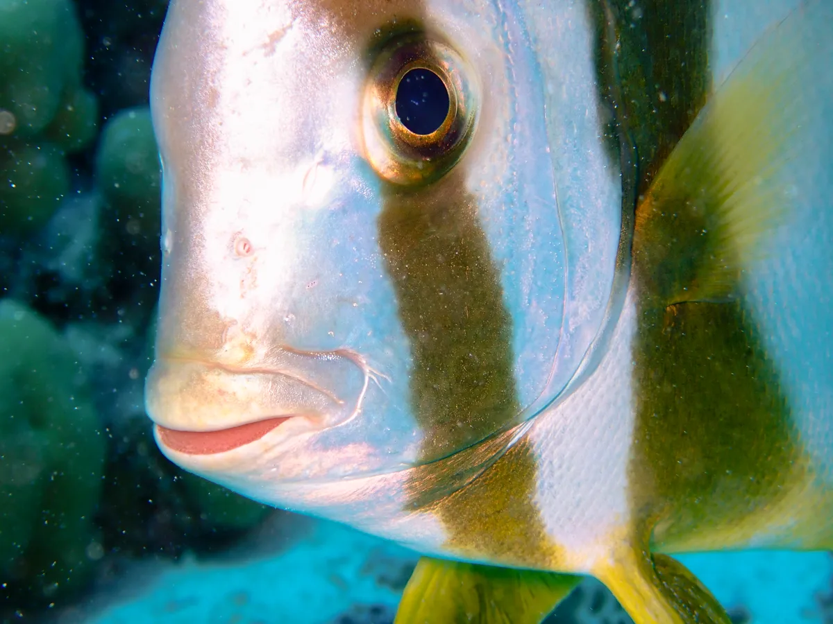 Orbicular Batfish