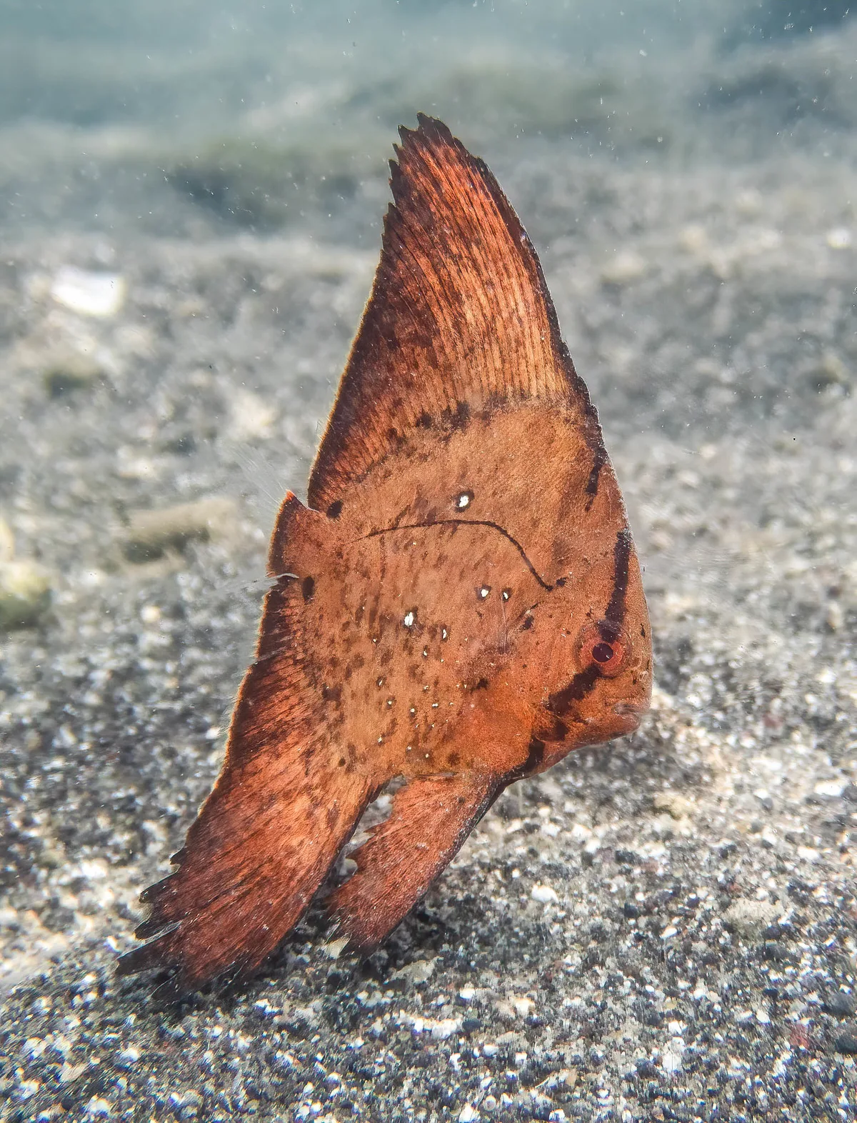 Orbicular Batfish