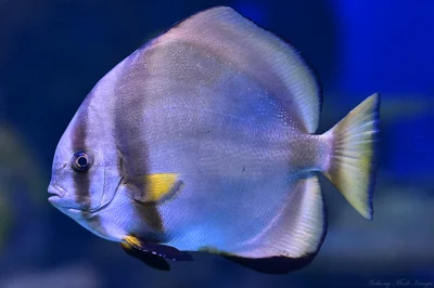 Platax orbicularis or Batfish