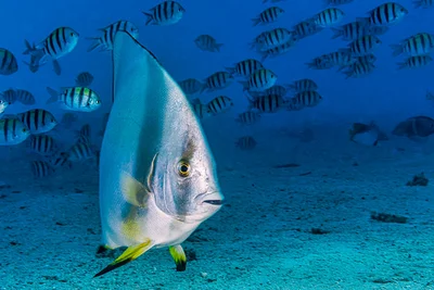 Circular Spadefish - Platax orbicularis