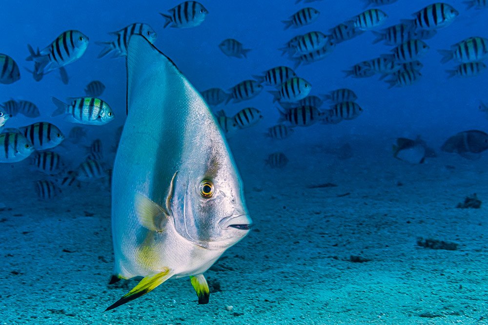 Circular Spadefish - Platax orbicularis