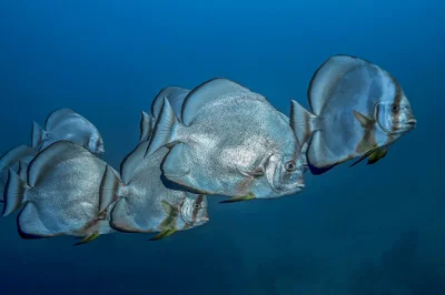 Platax fish (Platax orbicularis)