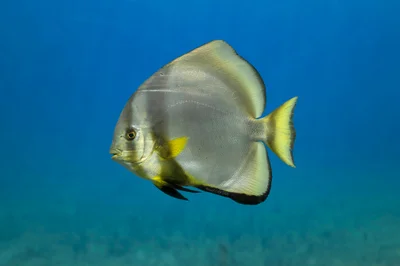 Platax orbicularis
