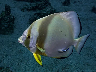 Circular batfish (Platax orbicularis)III