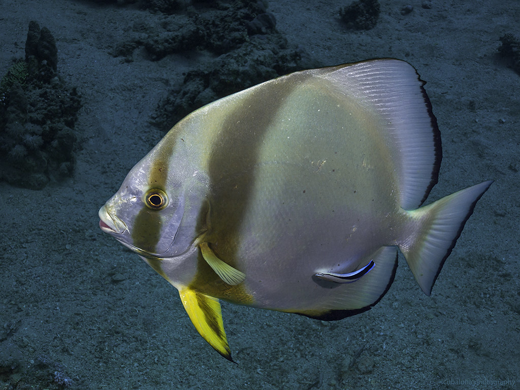 Circular batfish (Platax orbicularis)III