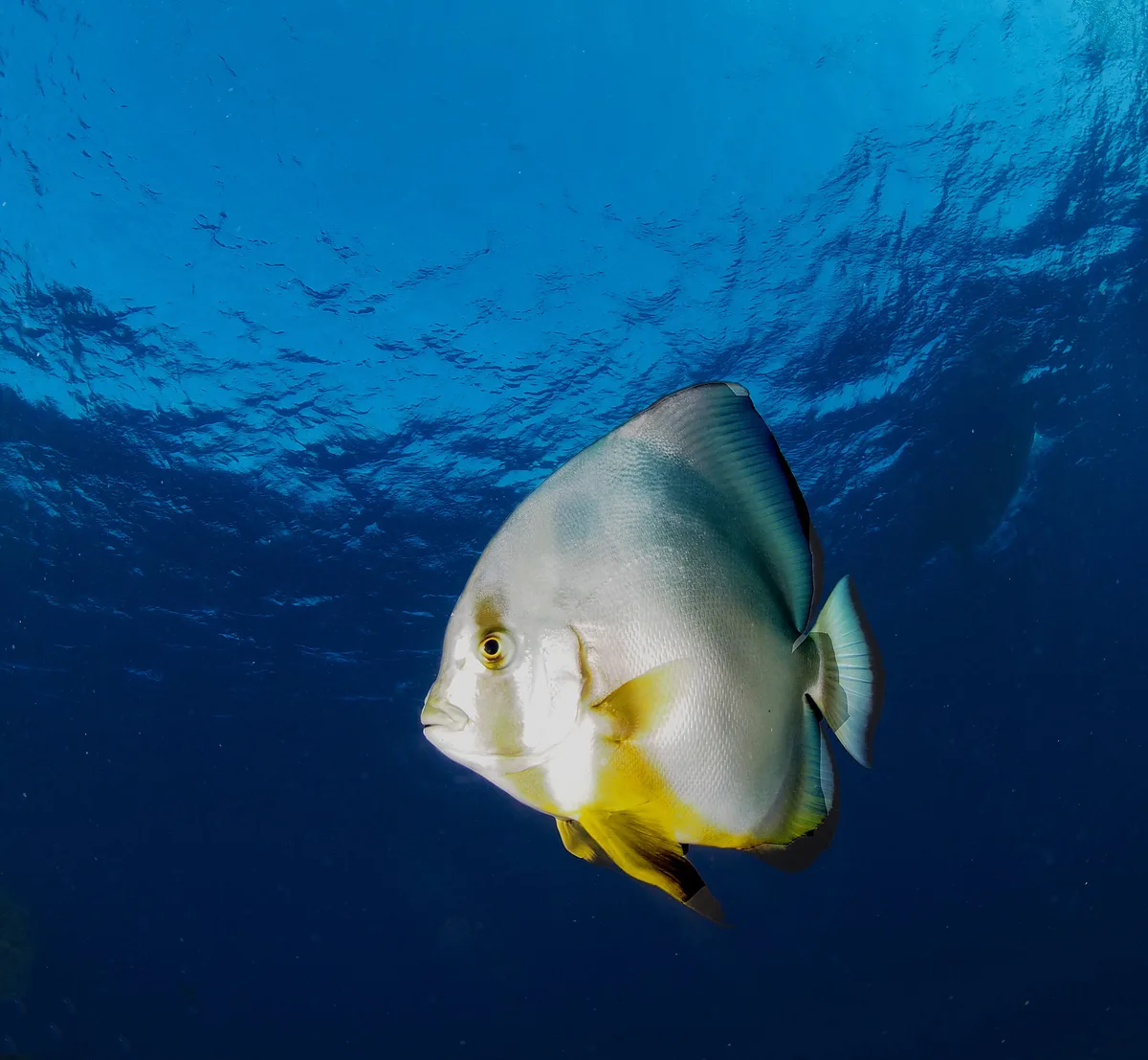 Platax orbicularis Red Sea