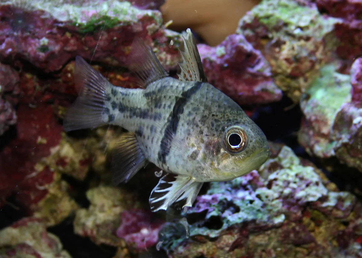 Orbicular Cardinalfish