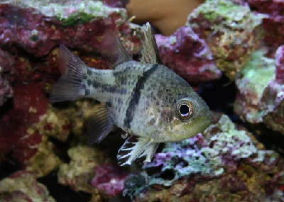 Orbicular Cardinalfish