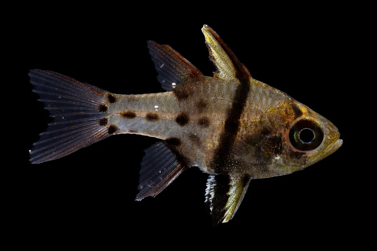 Orbicular Cardinalfish - Sphaeramia orbicularis