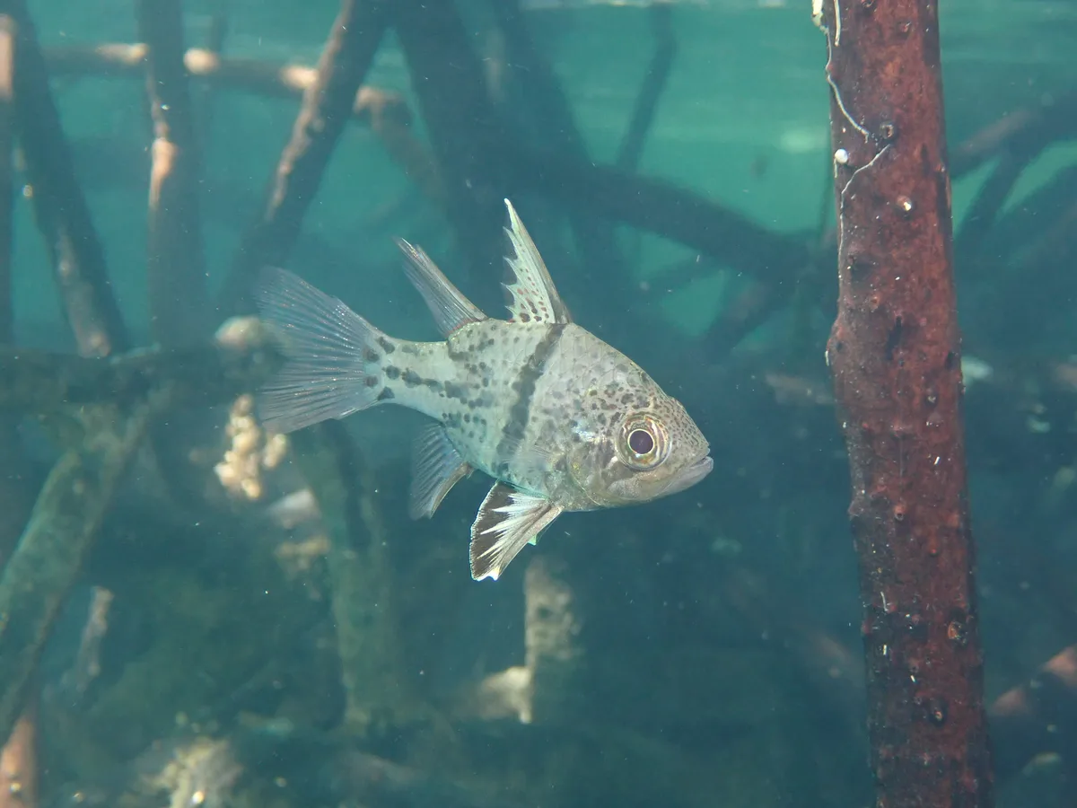 Sphaeramia orbicularis Orbiculate cardinalfish