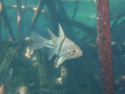 Sphaeramia orbicularis Orbiculate cardinalfish