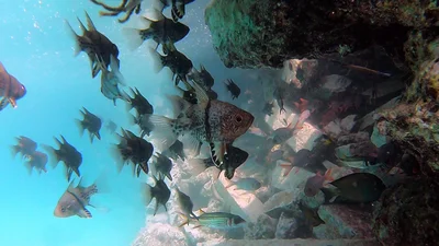 Cardinalfish, Orbicular