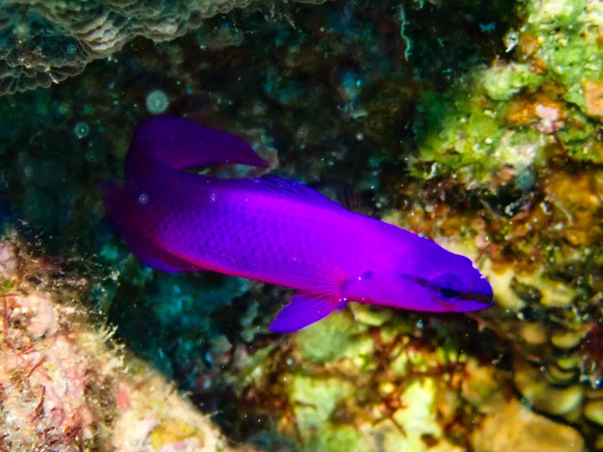 Orchid Dottyback