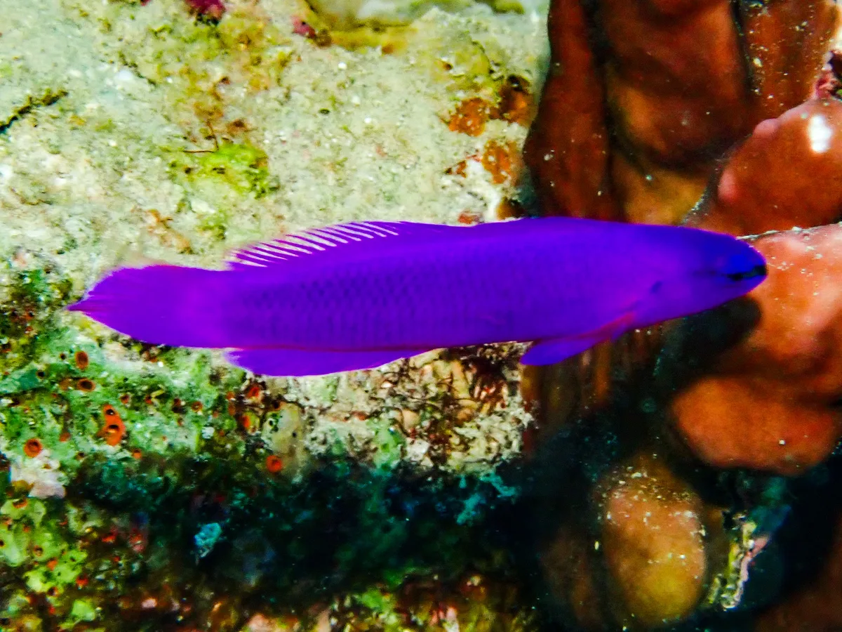 Orchid Dottyback