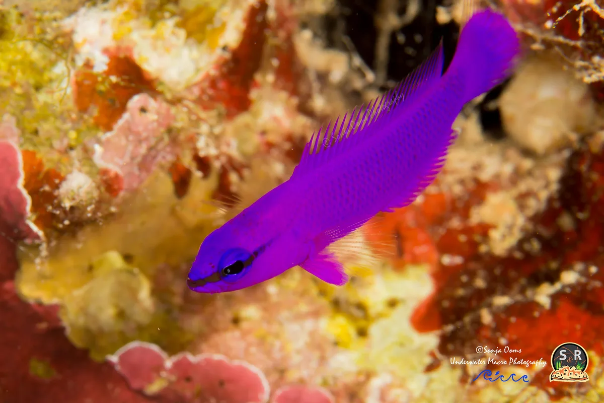 ORCHID DOTTYBACK