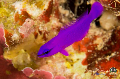 ORCHID DOTTYBACK