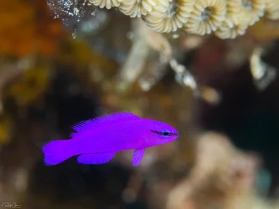 Orchid Dottyback - Pseudochromis fridmani