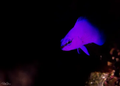 Orchid Dottyback - Pseudochromis fridmani