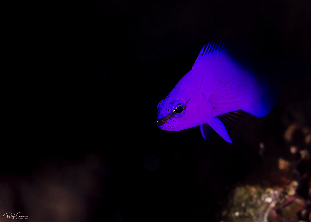 Orchid Dottyback - Pseudochromis fridmani