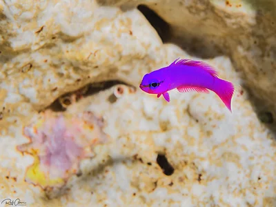 Orchid Dottyback - Pseudochromis fridmani