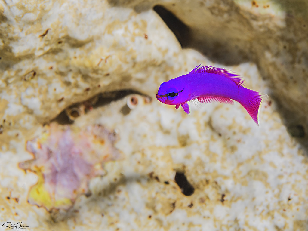 Orchid Dottyback - Pseudochromis fridmani