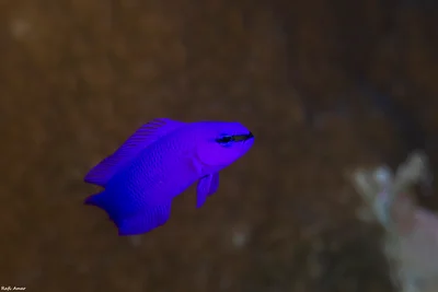 Orchid Dottyback - Pseudochromis fridmani