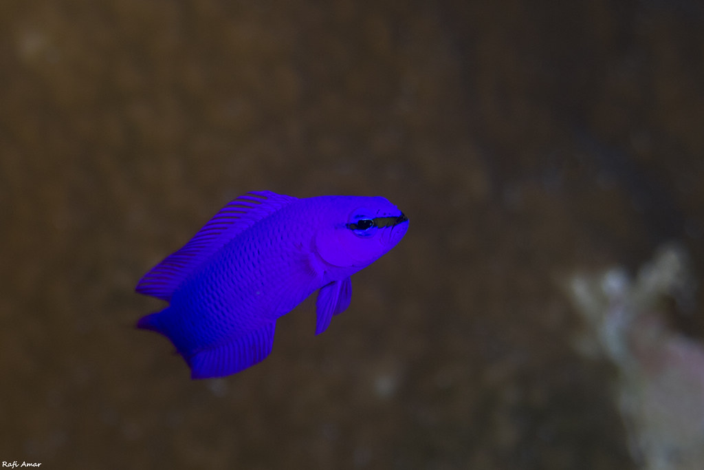 Orchid Dottyback - Pseudochromis fridmani