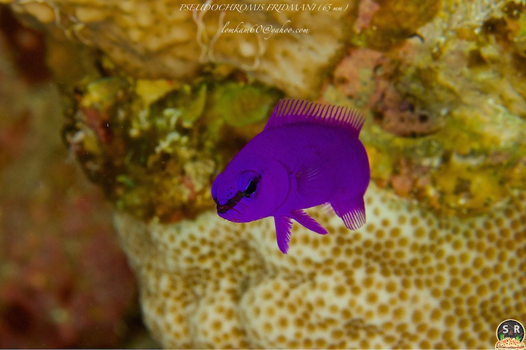 PSEUDOCHROMIS FRIDMANI (65 mm) (1)
