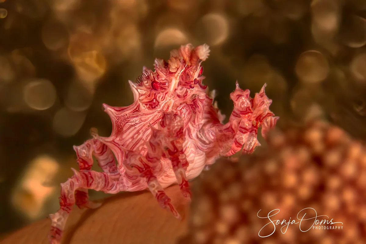 Candy crab