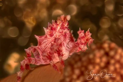 Candy crab