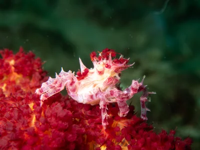 Hoplophrys oatesii - Romblon Philippines