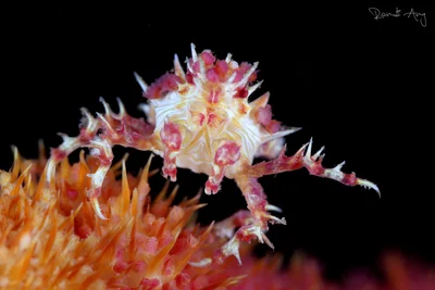 Candy Crab (Hoplophrys oatesii)