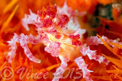 Hoplophrys oatesii-