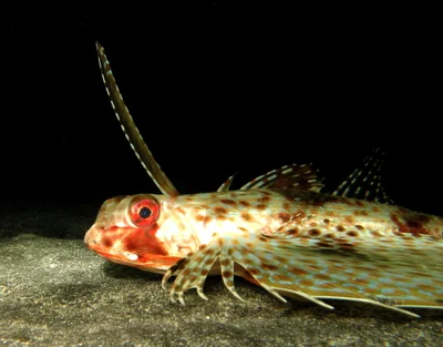 Dactyloptena orientalis