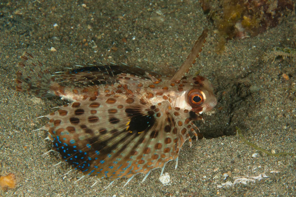 Dactyloptena orientalis