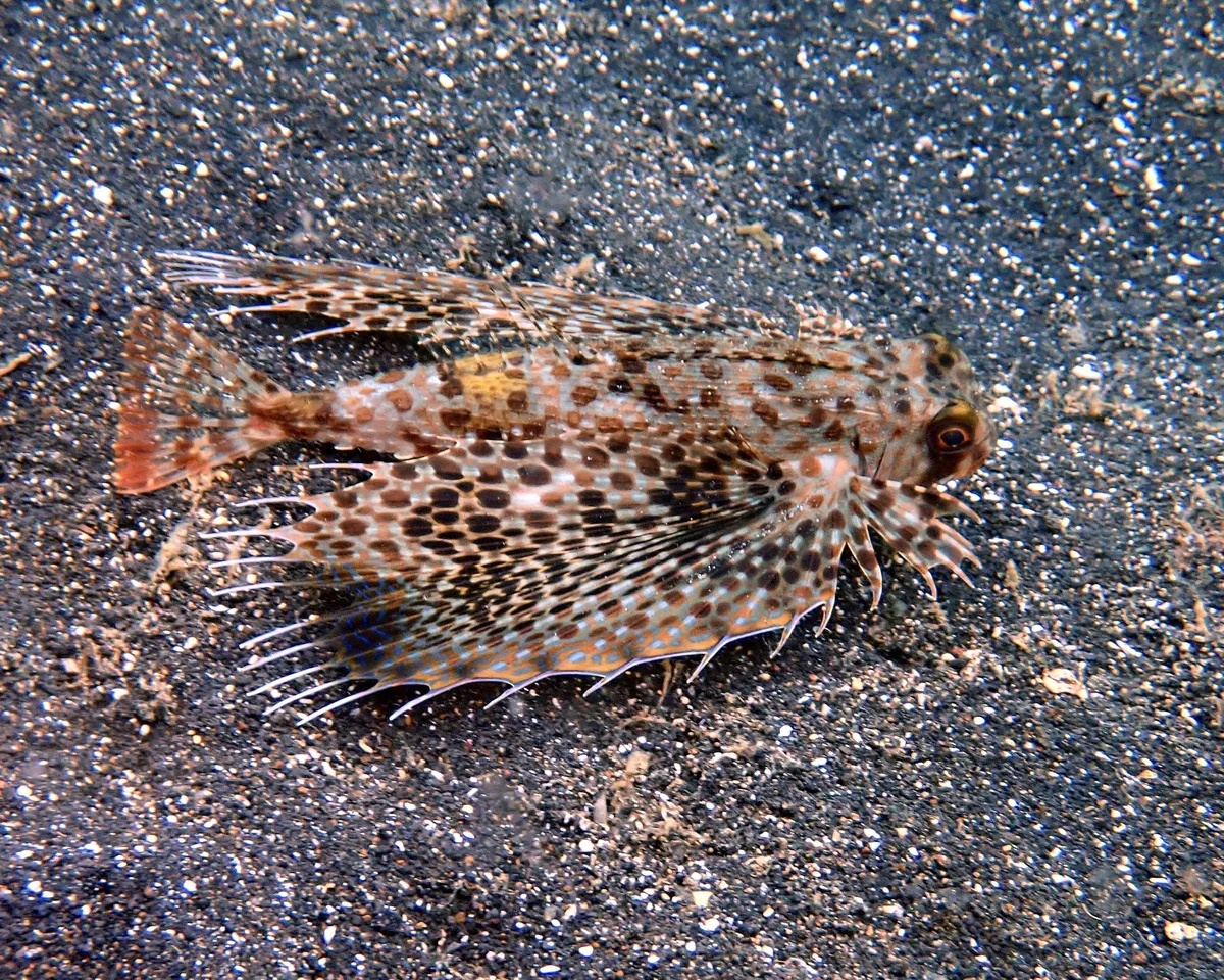Dactyloptena orientalis
