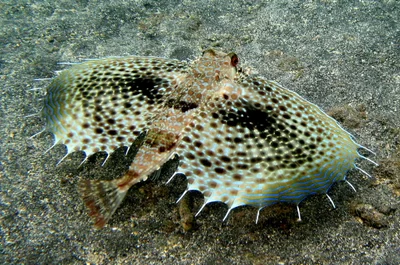 Dactyloptena orientalis