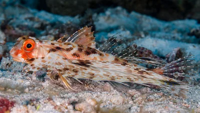 Flying Gurnard - Dactyloptena orientalis