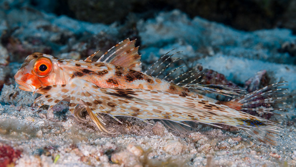 Flying Gurnard - Dactyloptena orientalis