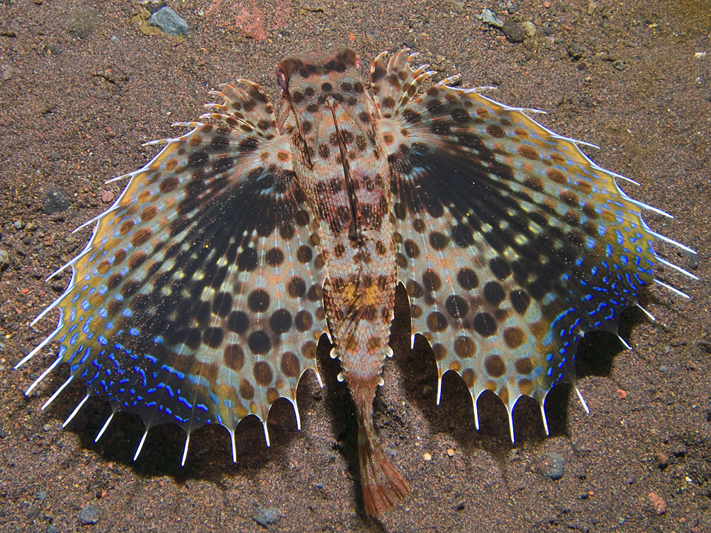 Dactyloptena orientalis