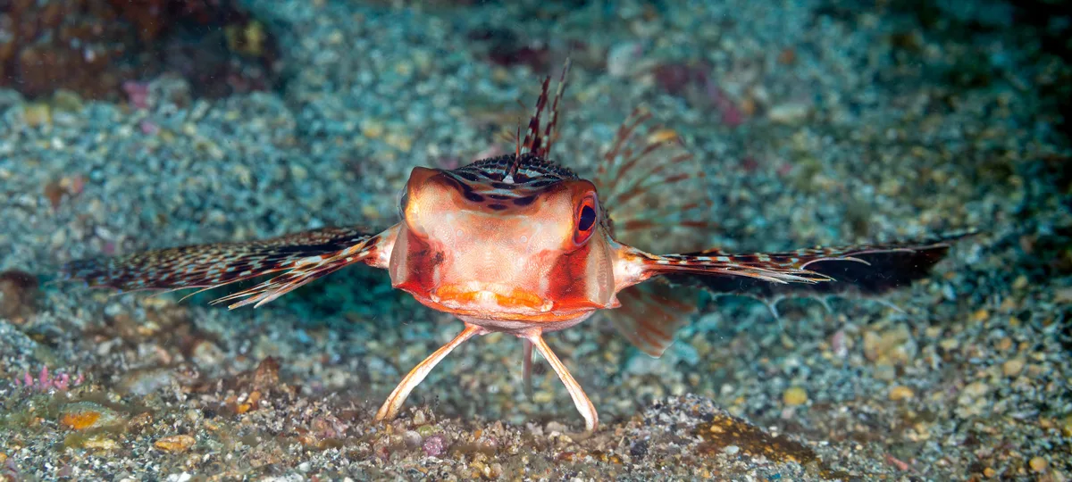 Oriental Flying Gurnard - Dactyloptena orientalis