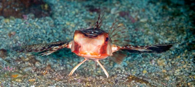 Oriental Flying Gurnard - Dactyloptena orientalis