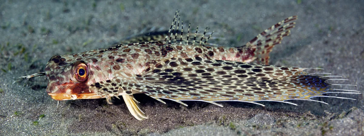 Oriental Fying Gurnard - Dactyloptena orientalis