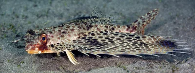 Oriental Fying Gurnard - Dactyloptena orientalis